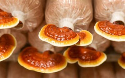 Ganoderma Lucidum